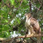 a hawk in a tree