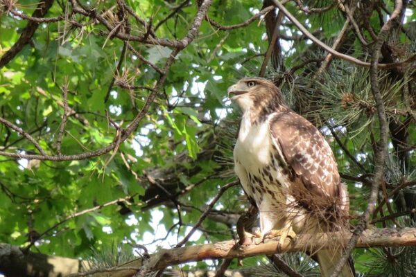 a hawk in a tree