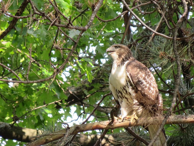 a hawk in a tree